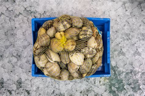  Venerid Clam: 擁有迷人外殼的海洋美食，也可能是最會躲藏的雙殼貝！