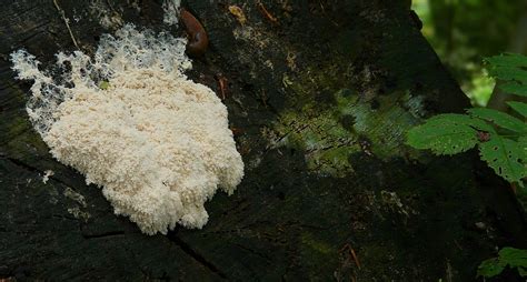  Zygomyxomycetes：獨特的真菌世界中的黏液怪獸！