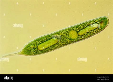  渦蟲：這個單細胞生物竟然擁有「鞭毛」和「偽足」的雙重武器！