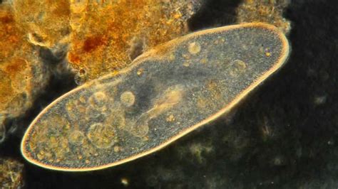  Paramecium！從微小的水滴世界中探索牠們的奇妙舞蹈與吞噬技術