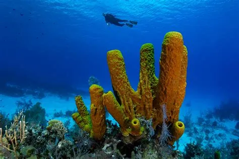  黃色海綿：擁有鮮豔色彩且能有效過濾水中的浮游生物！